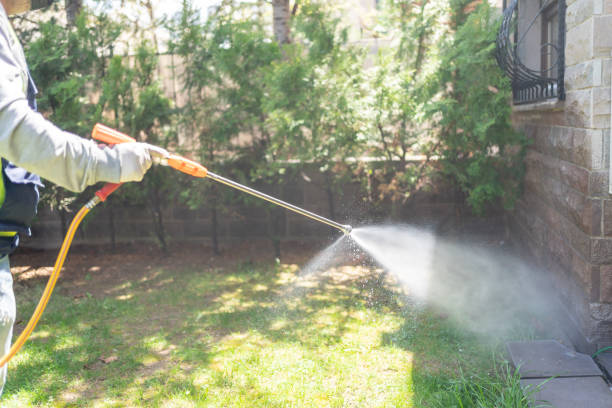 Best Local Pest Control Services  in Bayboro, NC