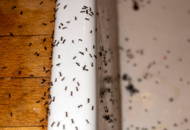 Best Pest Prevention Services  in Bayboro, NC