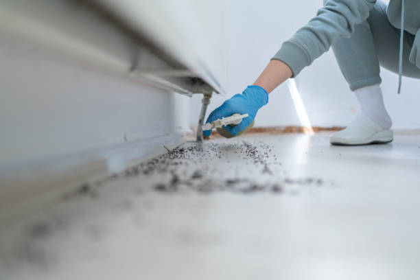 Best Pest Inspection Near Me  in Bayboro, NC